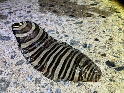シマウシノシタの釣果