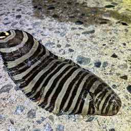 シマウシノシタ