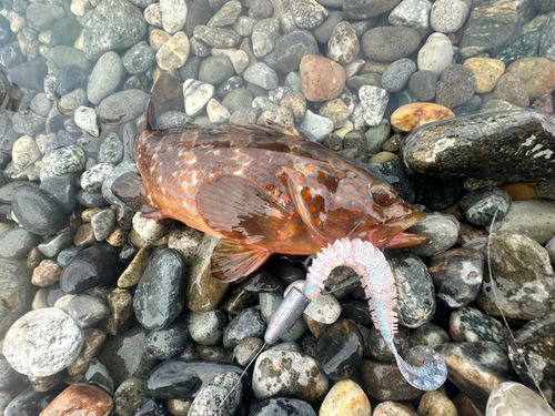 キジハタの釣果