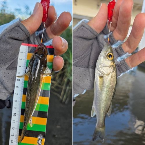 ハゼの釣果