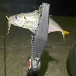 アジ