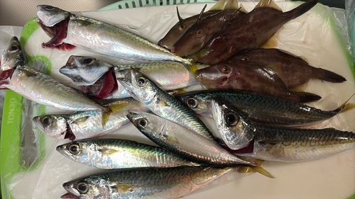サバの釣果