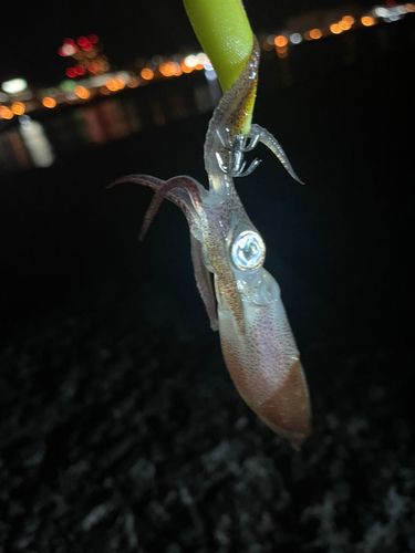 マメイカの釣果