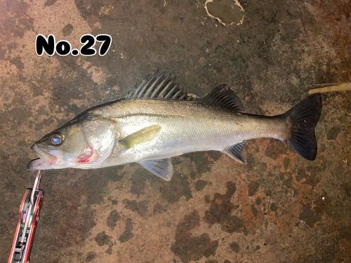 シーバスの釣果
