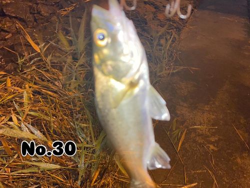 シーバスの釣果