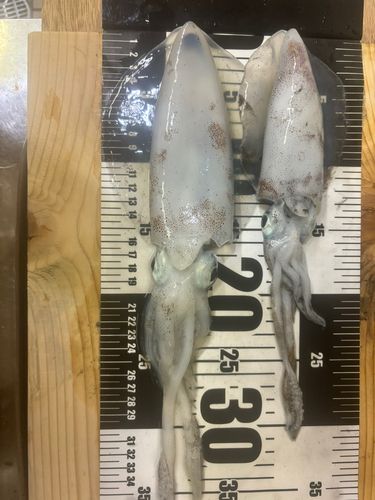 イカの釣果