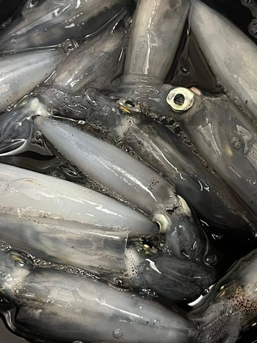 マメイカの釣果