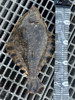 マツカワの釣果