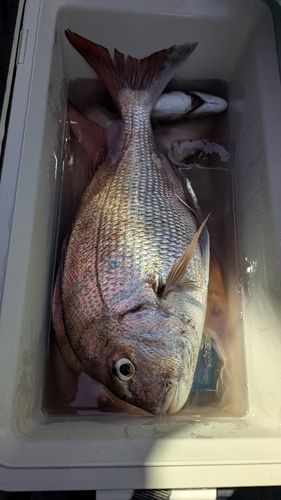 タイの釣果