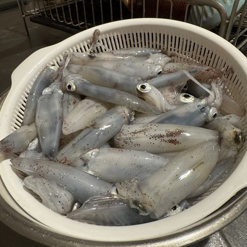 マメイカの釣果