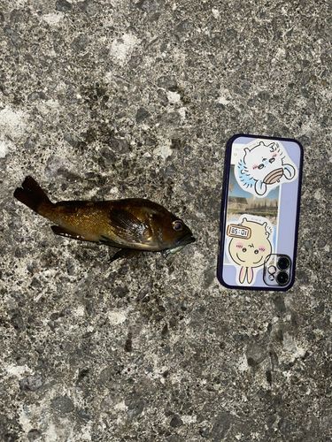 メバルの釣果