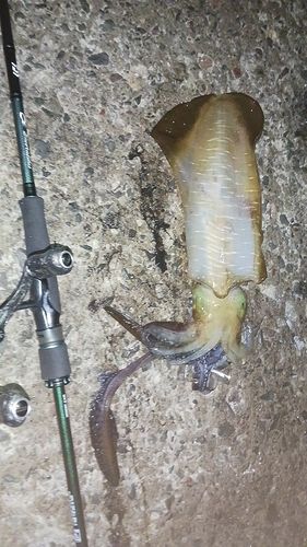 アオリイカの釣果