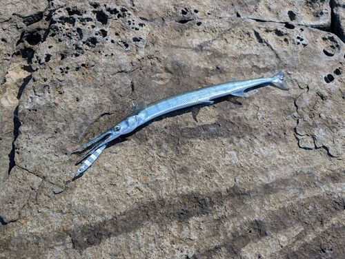 ダツの釣果