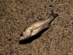 セイゴ（マルスズキ）の釣果