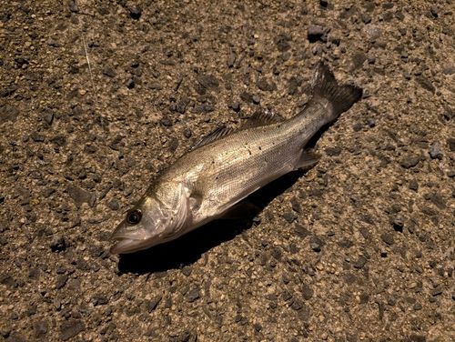 セイゴ（マルスズキ）の釣果