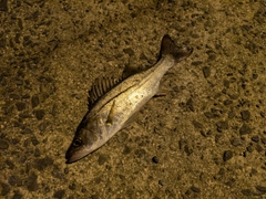 セイゴ（マルスズキ）の釣果