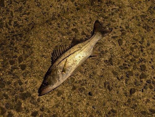 セイゴ（マルスズキ）の釣果