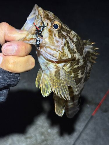 タケノコメバルの釣果