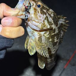 タケノコメバル