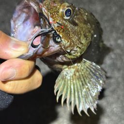 カサゴ