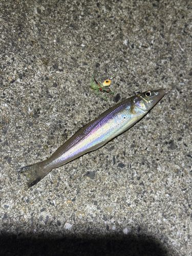 キスの釣果