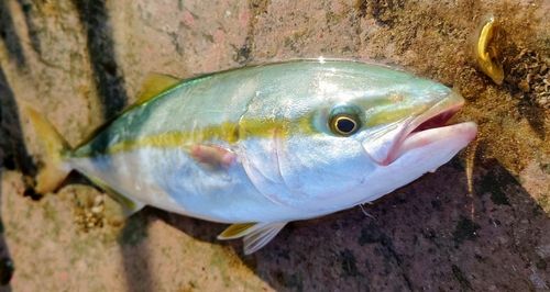 ブリの釣果