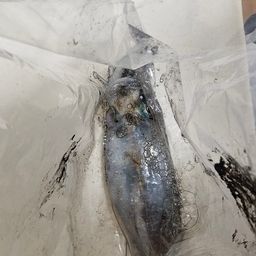 アオリイカ