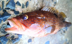 キジハタの釣果