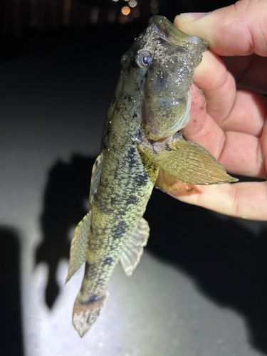 ハゼの釣果