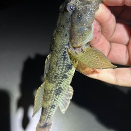ハゼ