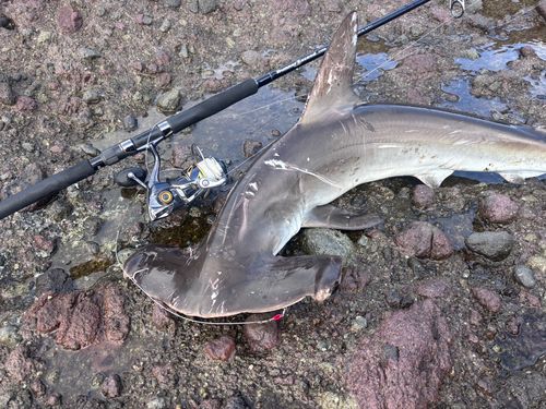 シュモクザメの釣果