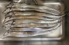 タチウオの釣果