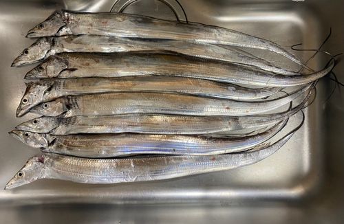 タチウオの釣果