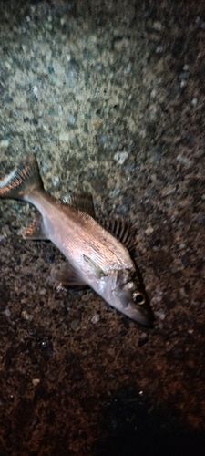 セイゴ（ヒラスズキ）の釣果