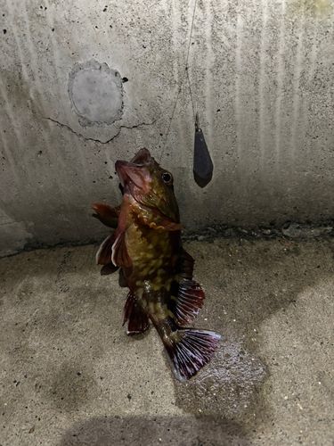 カサゴの釣果