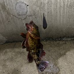カサゴ