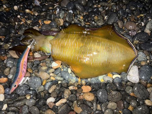アオリイカの釣果