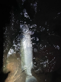 ボラの釣果