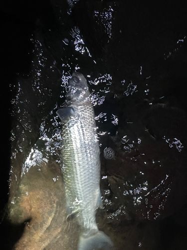 ボラの釣果