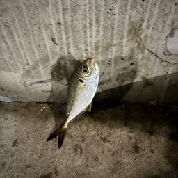 アジ