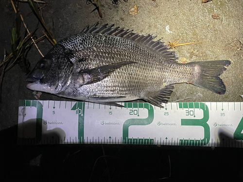 チヌの釣果