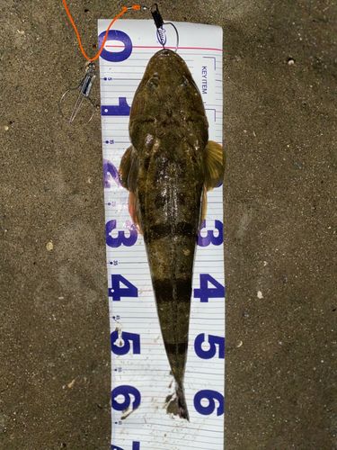 マゴチの釣果