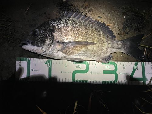 チヌの釣果