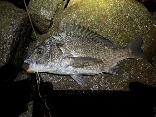 チヌの釣果
