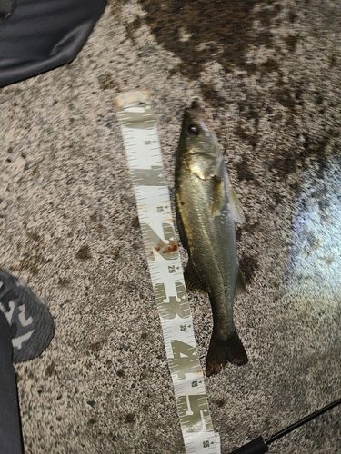 フッコ（マルスズキ）の釣果