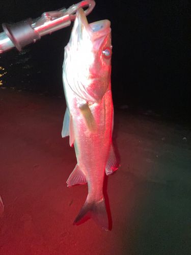 スズキの釣果