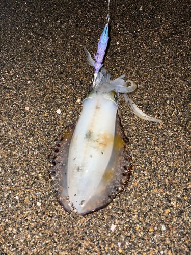 柿崎中央海水浴場
