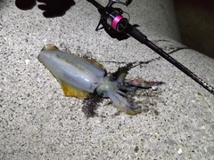 アオリイカの釣果