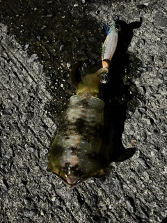 アオリイカの釣果