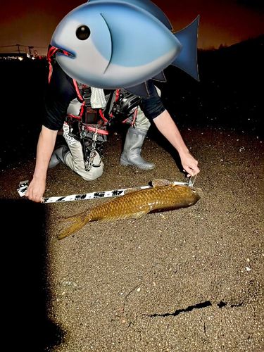 コイの釣果
